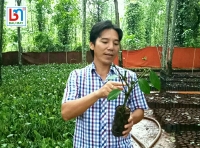 Tiêu giống